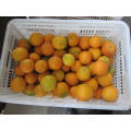 Export Professional Quality Quality Navel Orange